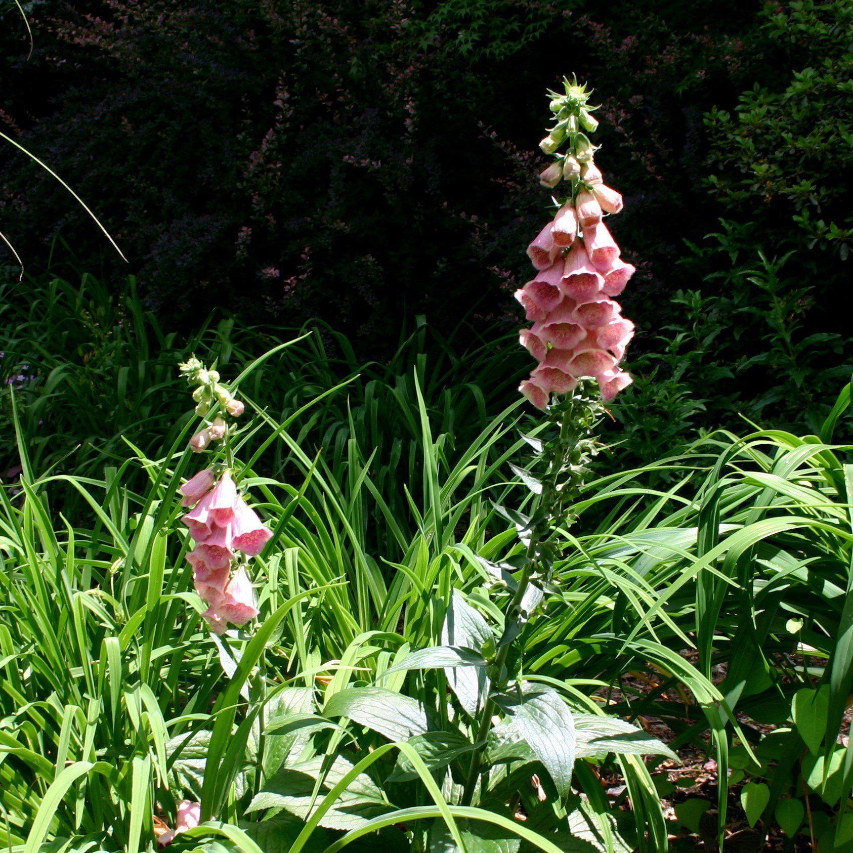 Foxglove mertonensis Potted  Strawberry Foxglove Plant