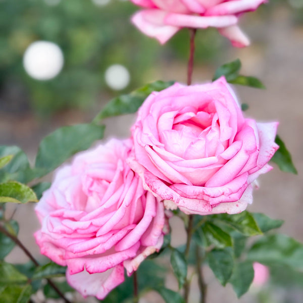 Eleganza® Wedding Bells™ Potted Rose Bush
