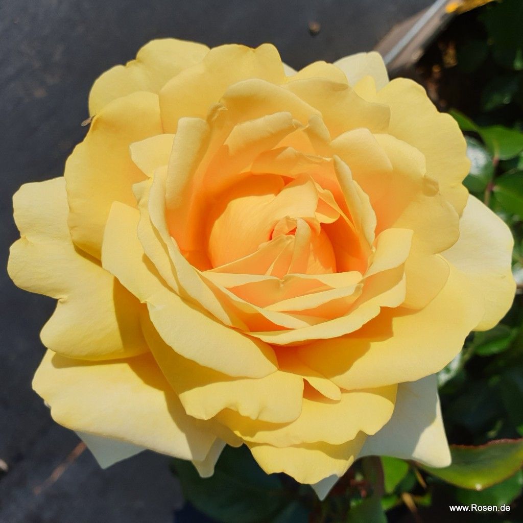 Eleganza® Winter Sun™ Bare Root Rose Bush
