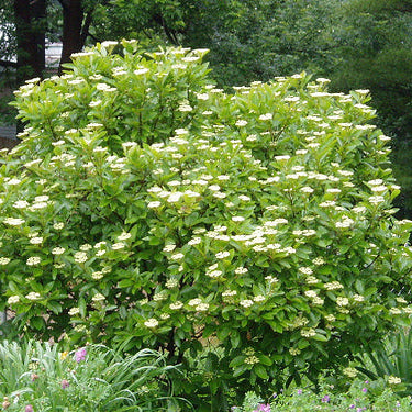American Beauties® Native Plants Viburnum nudum 'Winterthur' Potted  Viburnum Bush