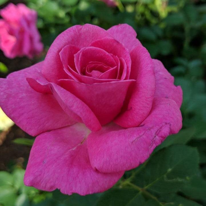 True Bloom®  True Gratitude™ Potted Rose Bush