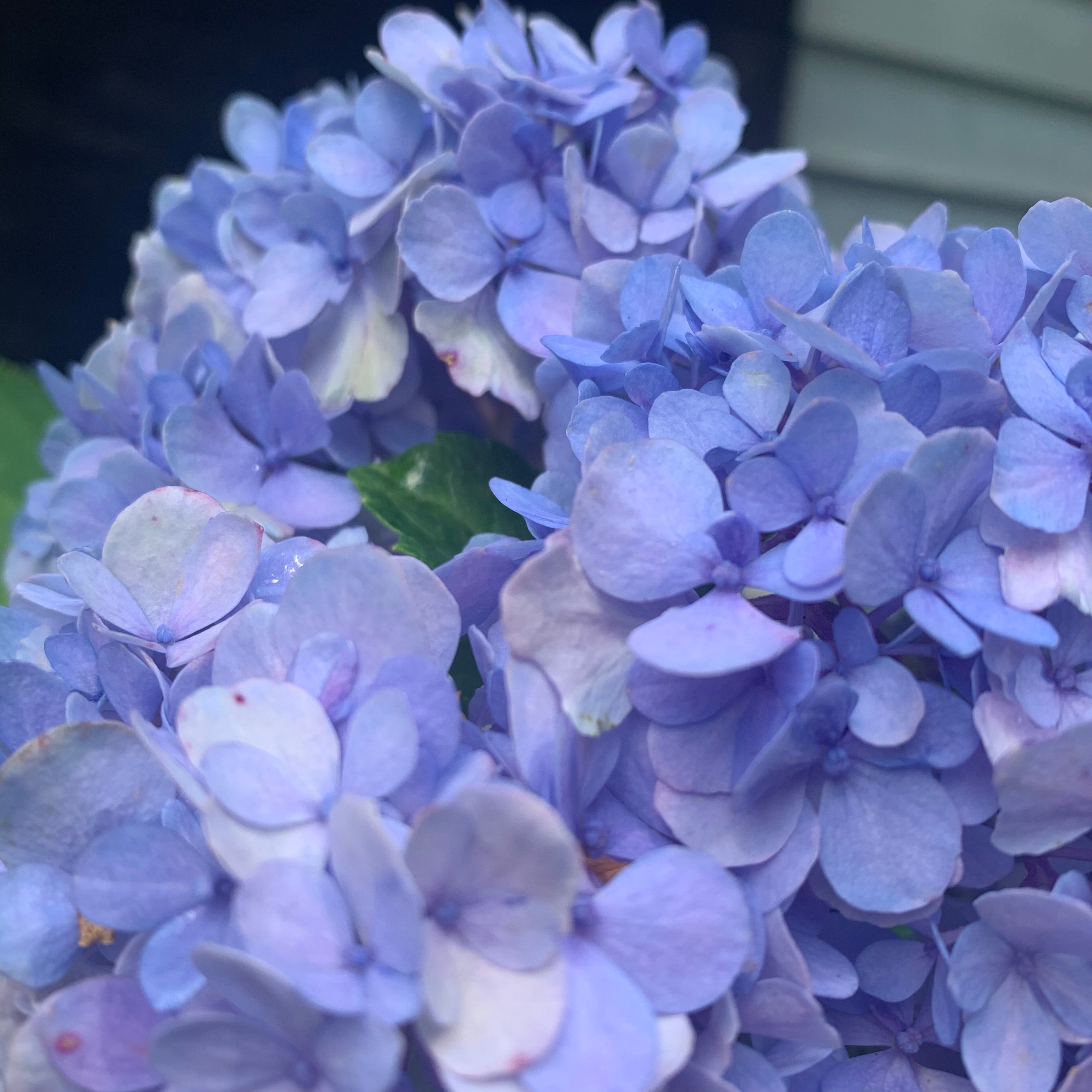 Hydrangea Nikko Blue Potted Hydrangea Plant