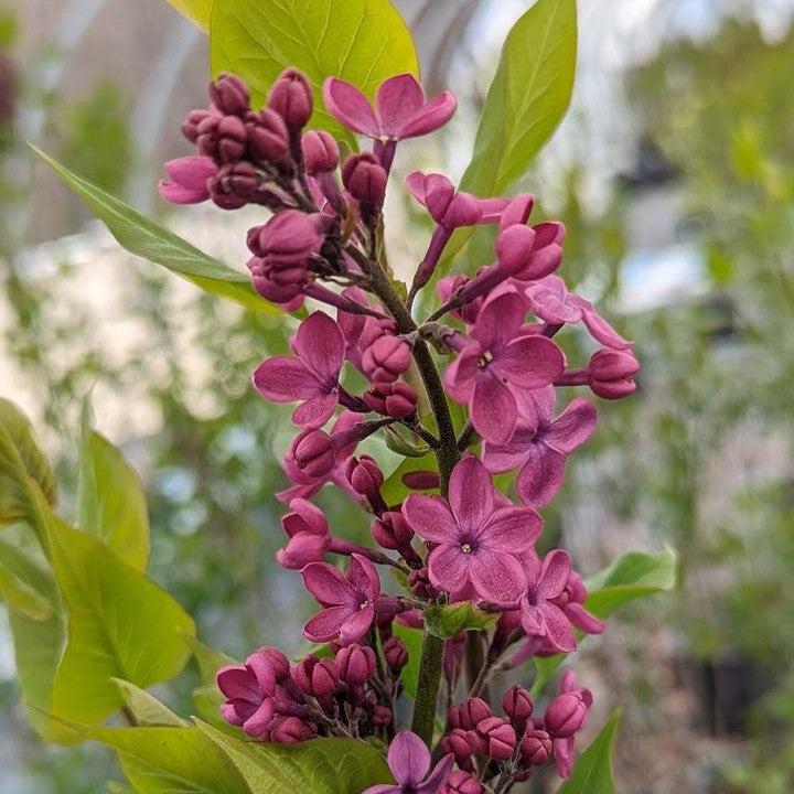 Lilac Declaration Potted Lilac Bush