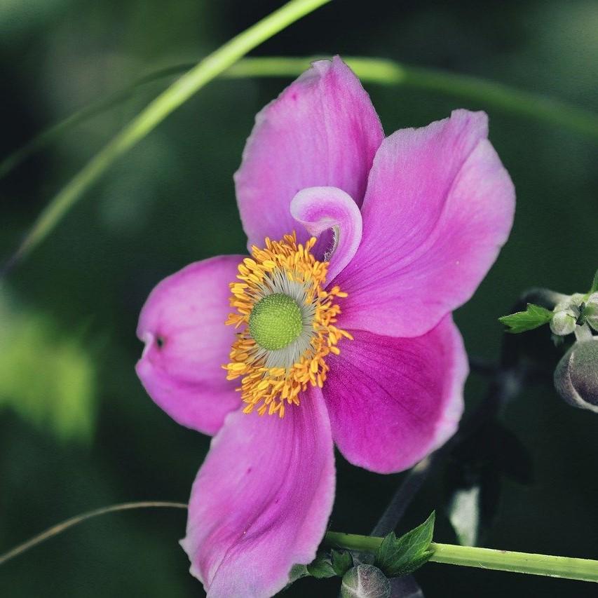Anemone 'Red Riding Hood' Potted Anemone Plant