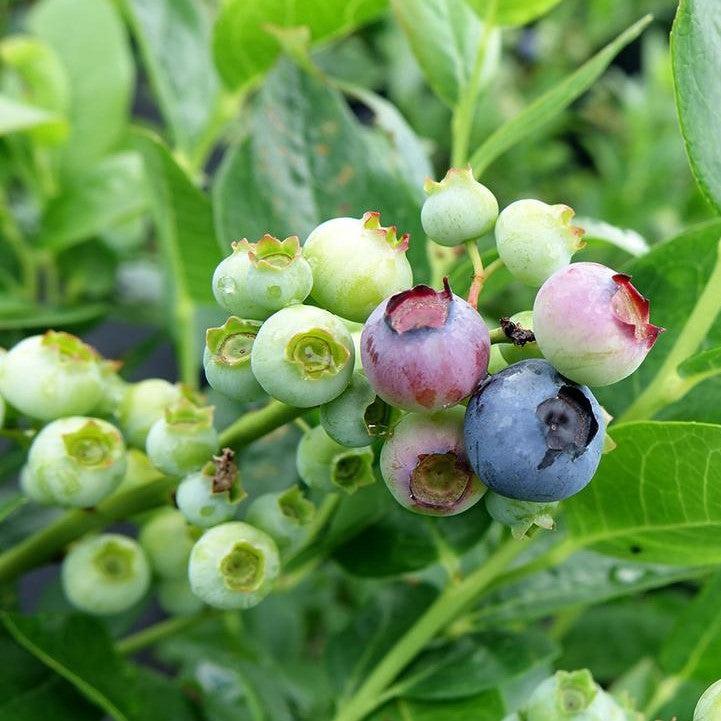 Blueberry 'Polaris'  Highbush Potted Blueberry Plant