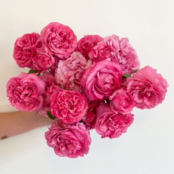 Yves Piaget®   Bare Root Rose Bush