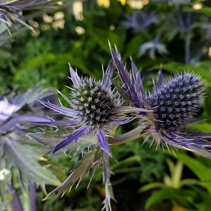 Sea Holly Big Blue Potted Sea Holly Plant