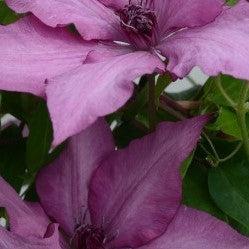 Clematis Raymond Evison® Boulevard® Giselle™ Potted Clematis Plant