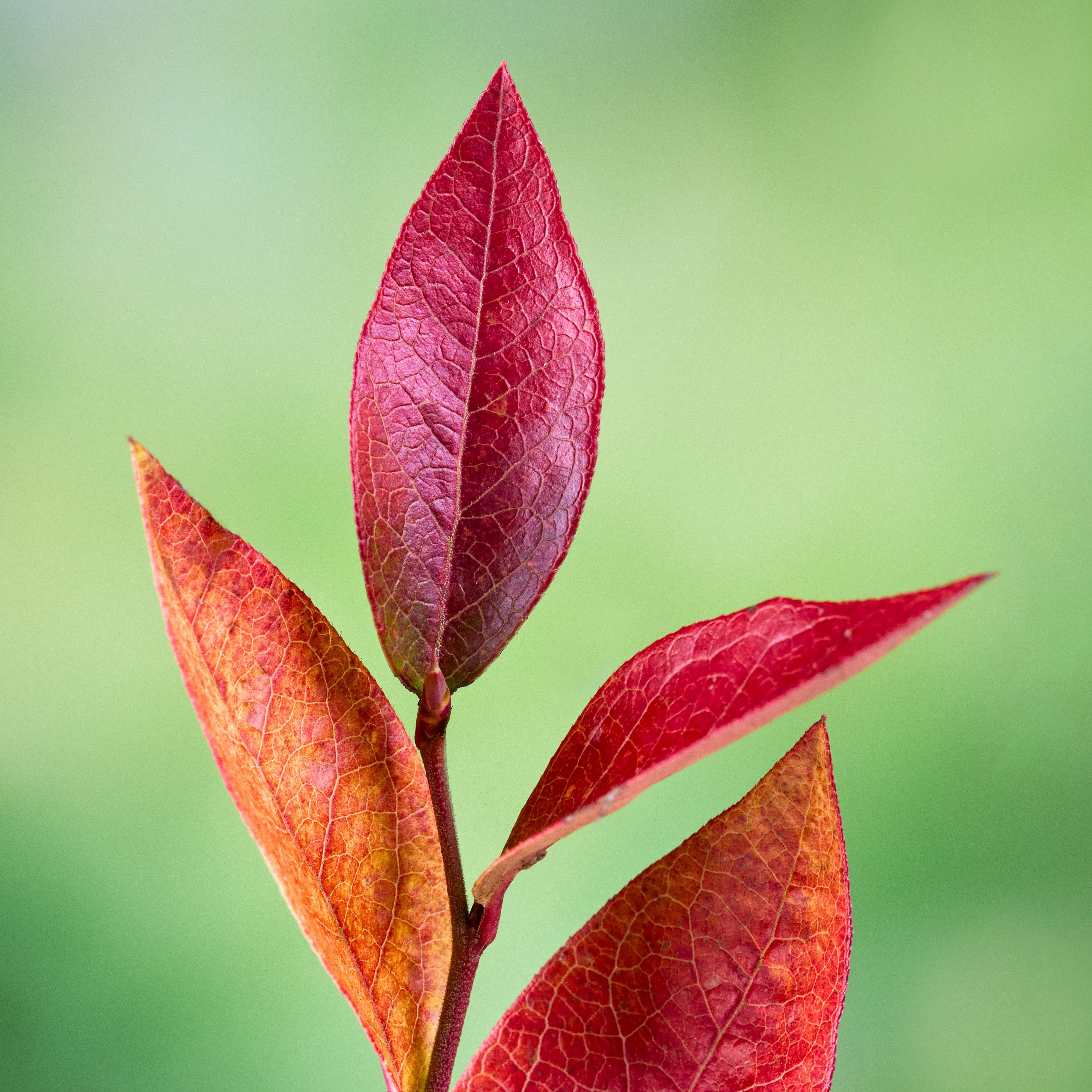 Blueberry 'Bluecrop' Highbush Potted Blueberry Plant