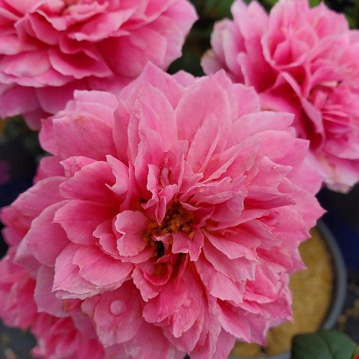 True Bloom® True Inspiration Potted Rose Bush