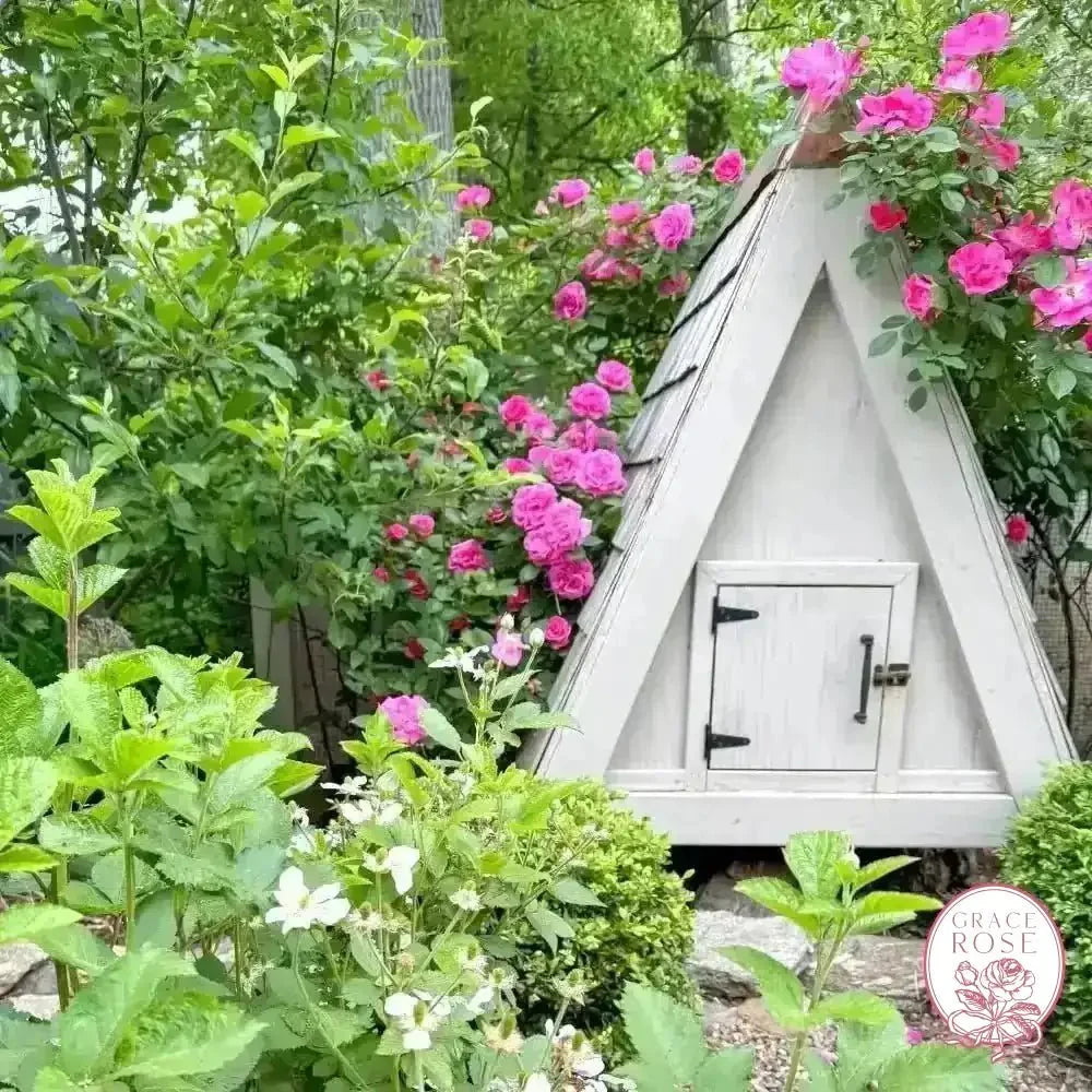 Zephirine Drouhin Bare Root Climbing Rose