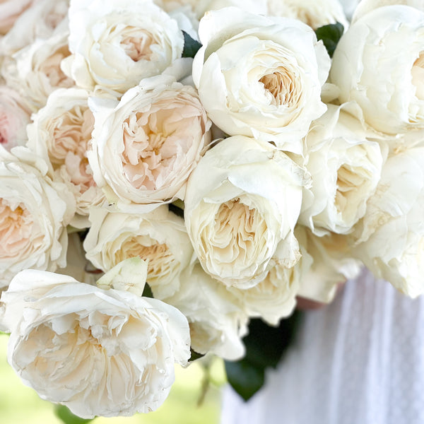 White Garden Rose Bundle